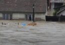 poplave