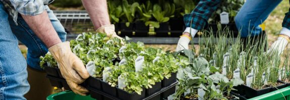 crop couple of farmers picking containers with assorted plants