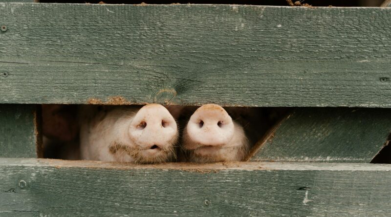 pigs on wooden pigpen