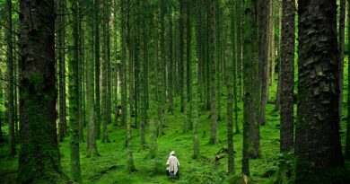 person walking between green forest trees