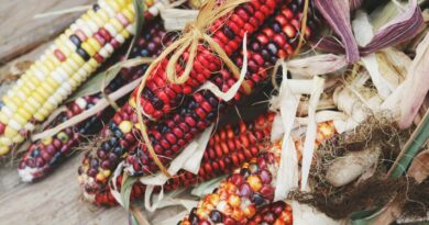 red and black corn