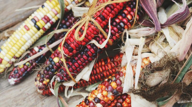 red and black corn