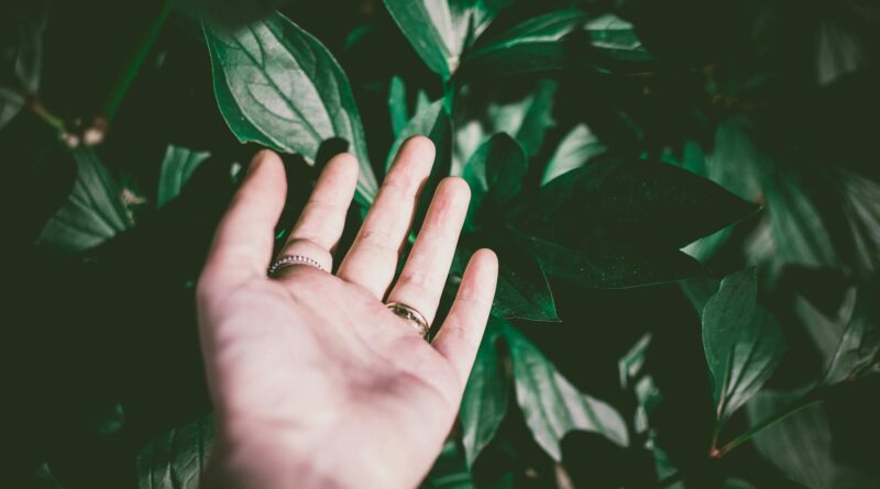 person wearing silver colored ring touching green leaf