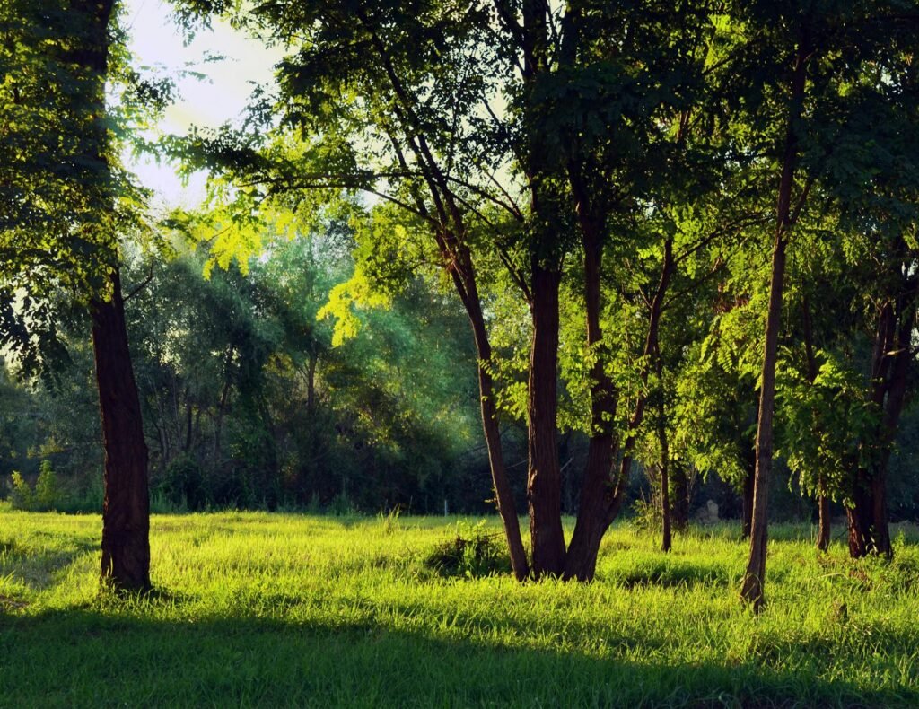 green forest under white sky during daytime