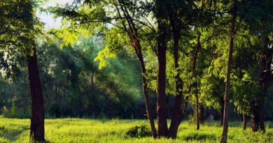 green forest under white sky during daytime