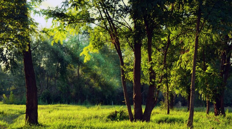 green forest under white sky during daytime