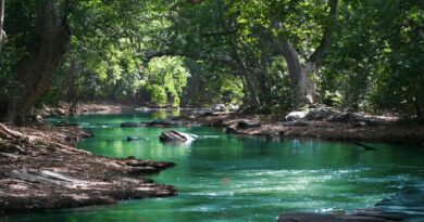 body of water between green leaf trees