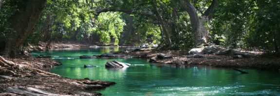 body of water between green leaf trees