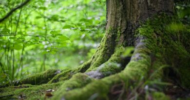 green tree near green plants