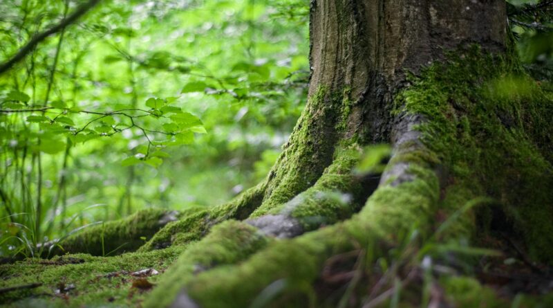 green tree near green plants