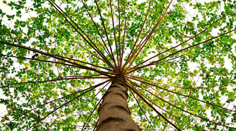 bottom view of green leaved tree during daytime