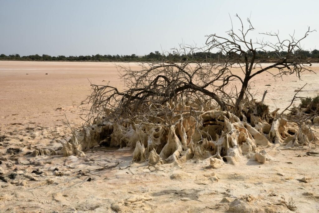 a dead tree in a desert