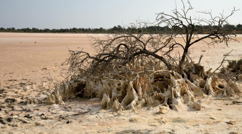 a dead tree in a desert