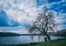 landscape photography of bare tree near body of water under cloudy skies