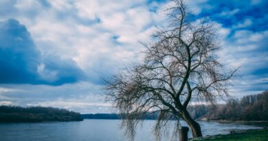 landscape photography of bare tree near body of water under cloudy skies