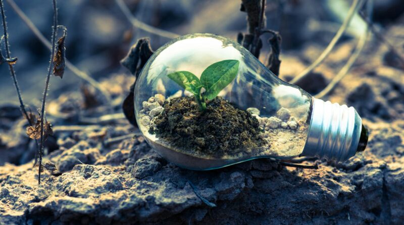 clear light bulb planter on gray rock