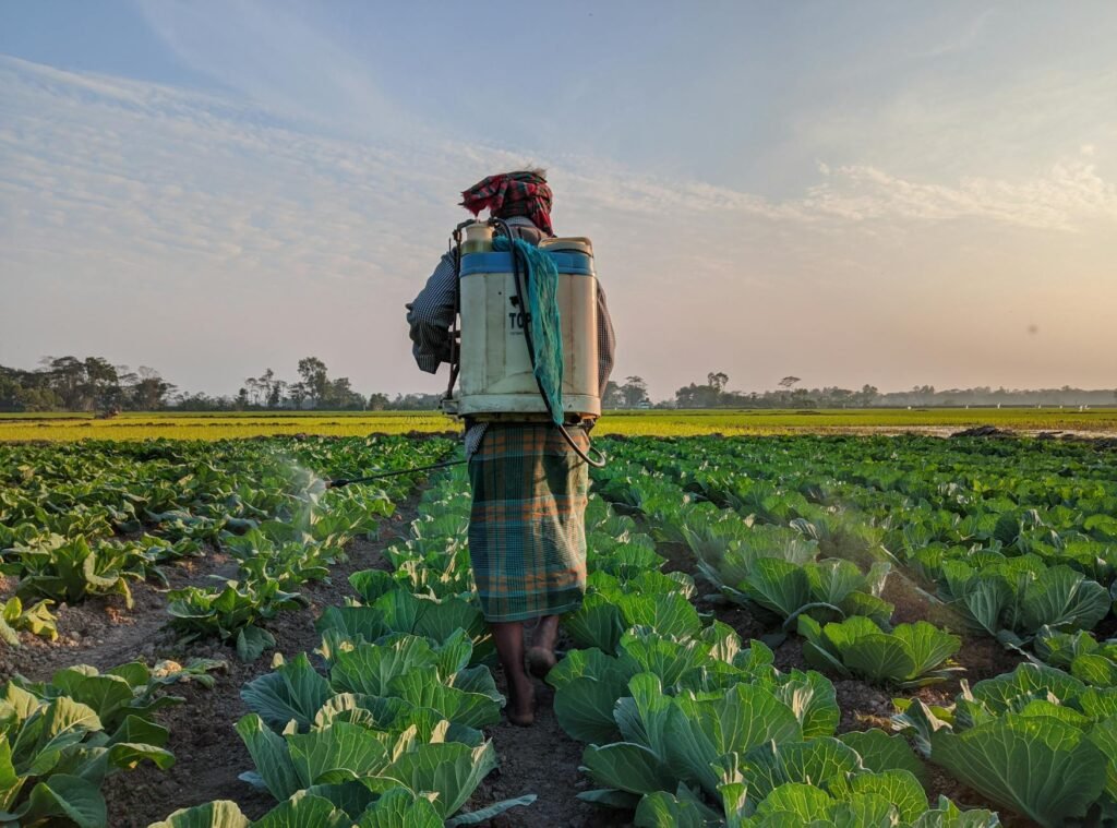 a farmer walks through a field of cabbage