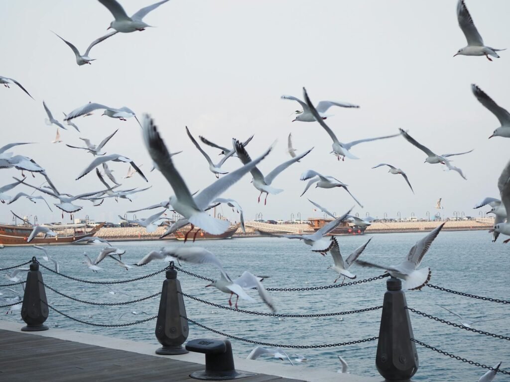 flock of seagulls over doha waterfront