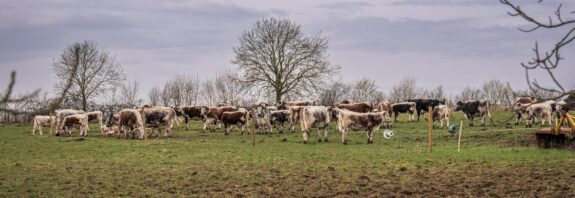 pastoral scene of cows grazing in a field