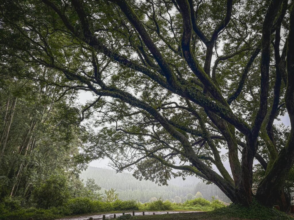 majestic tree canopy in serene forest setting