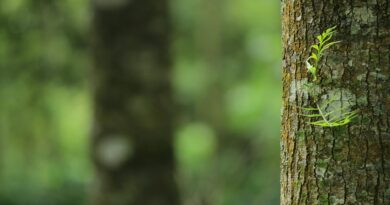 shallow focus photography of brown tree trunk