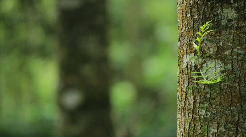 shallow focus photography of brown tree trunk