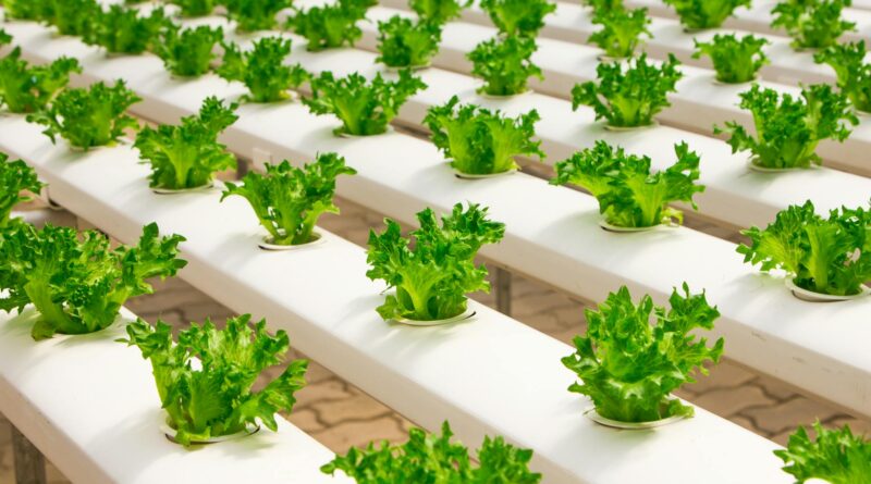 view of vegetables