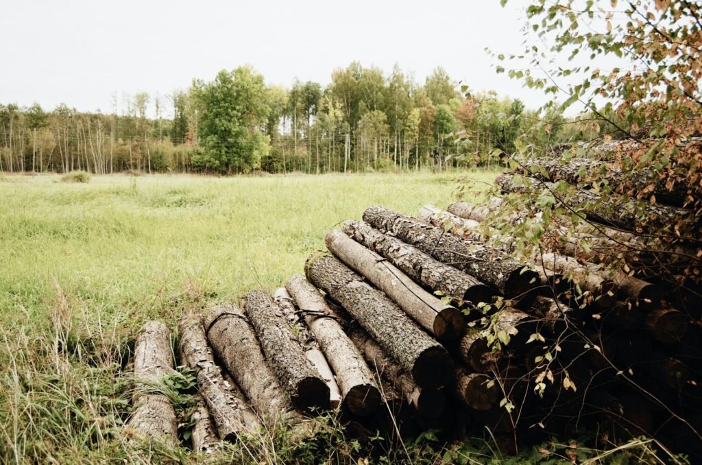 tree trunks piled up on grass on autumn cloudy day