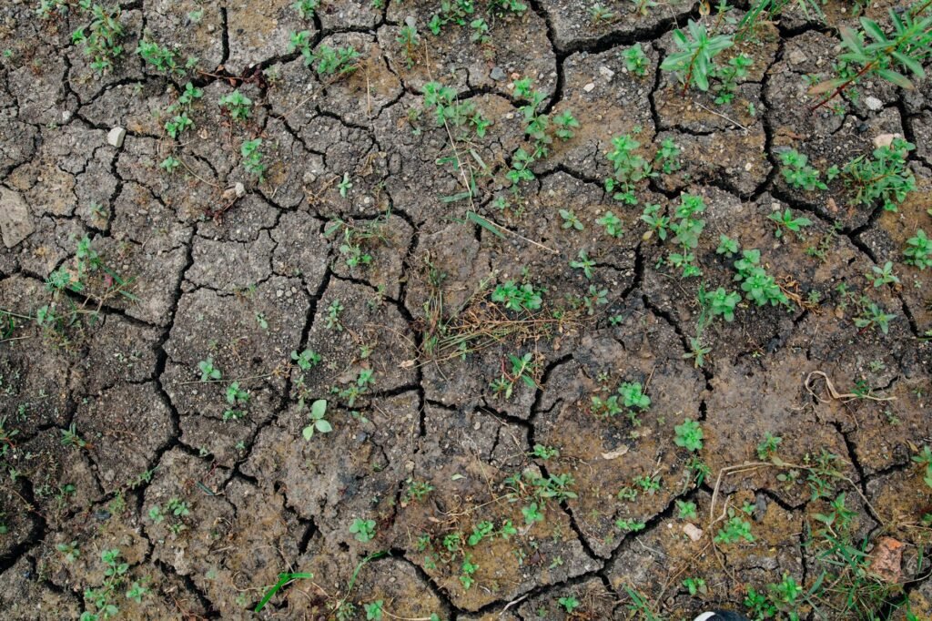 photo of plants on cracked soil