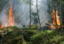 forest on fire