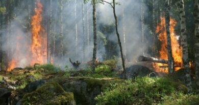 forest on fire