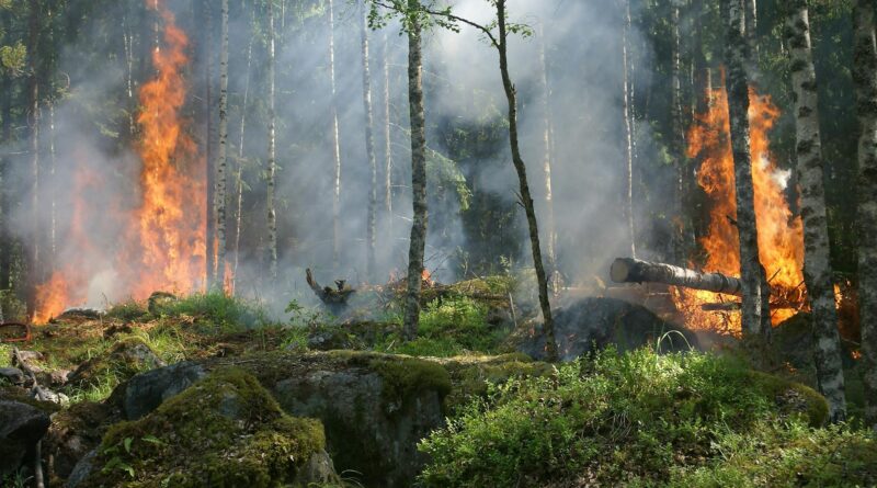 forest on fire