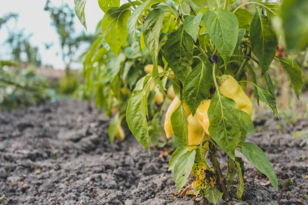 yellow bell flowers on gray soil