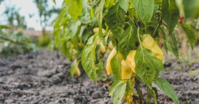 yellow bell flowers on gray soil