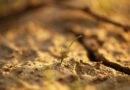sapling on soil