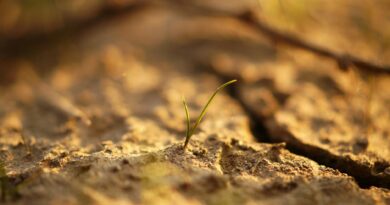 sapling on soil