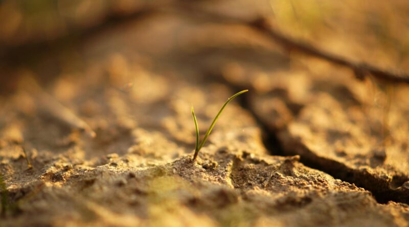 sapling on soil