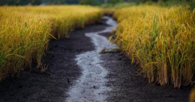 empty road in between rice field