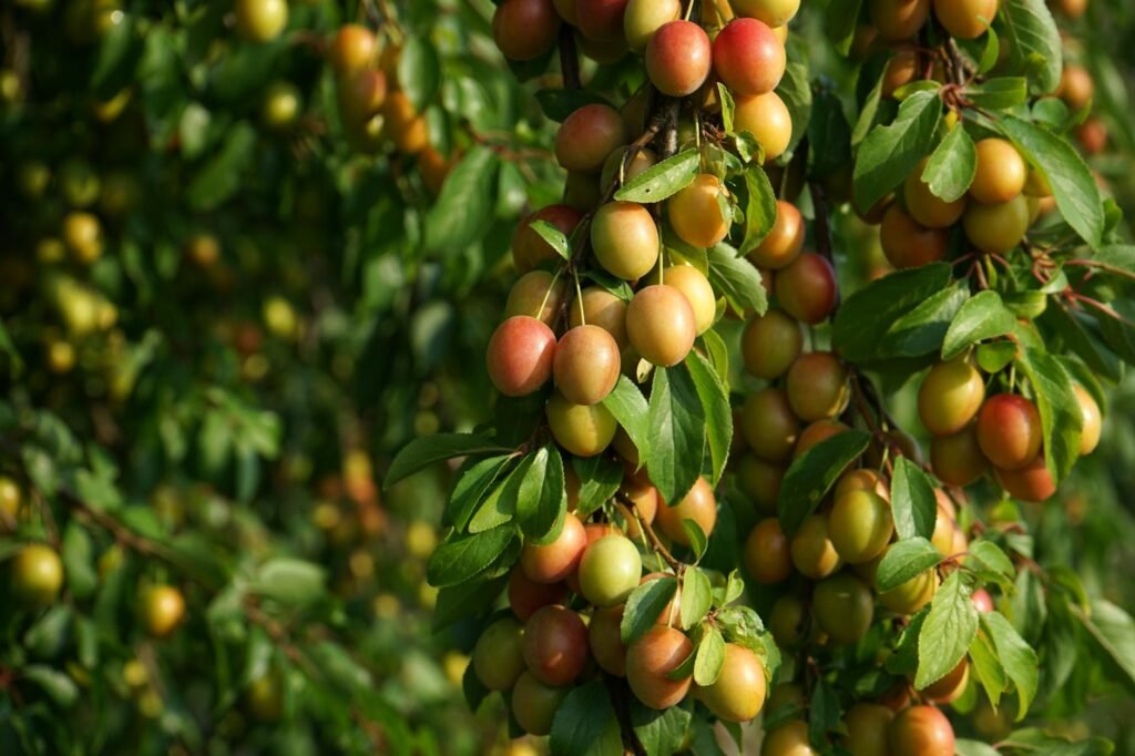 ripe mirabelle plums on tree in summer orchard