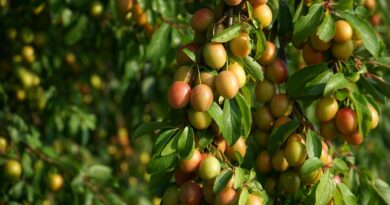 ripe mirabelle plums on tree in summer orchard