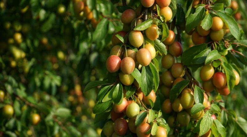 ripe mirabelle plums on tree in summer orchard