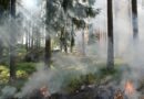 silhouette of bare trees surrounded fire at daytime