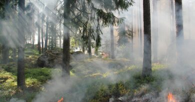 silhouette of bare trees surrounded fire at daytime