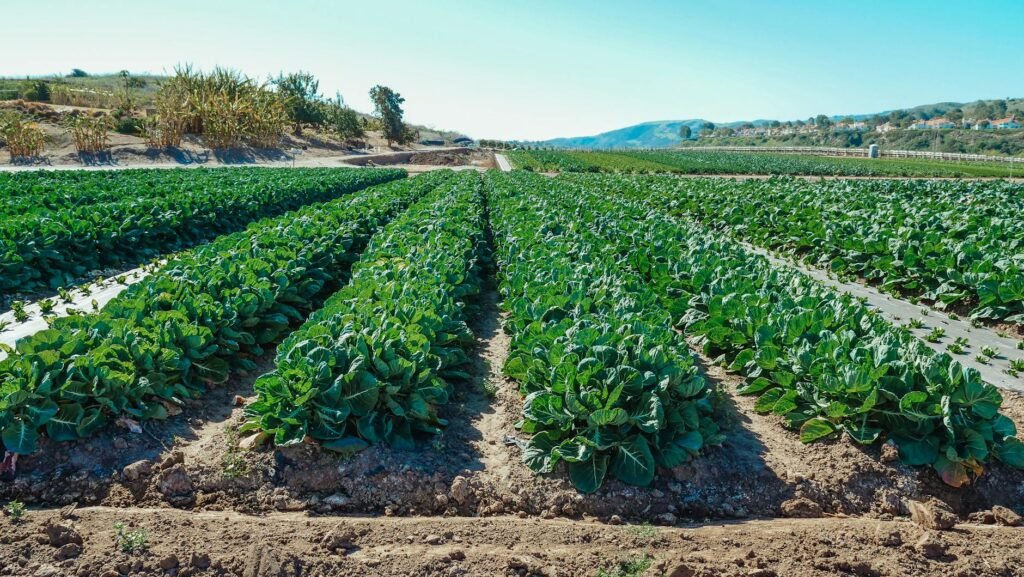 a plantation of green leafy vegetables on a farm