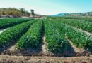 a plantation of green leafy vegetables on a farm