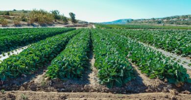 a plantation of green leafy vegetables on a farm