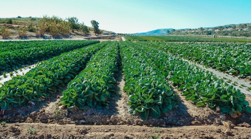 a plantation of green leafy vegetables on a farm
