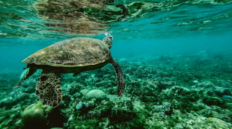 photo of a turtle swimming underwater