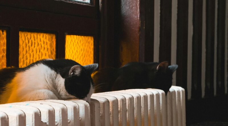 cats on radiator