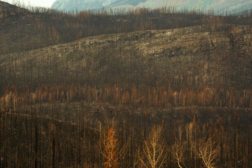 scorched forest landscape after wildfire